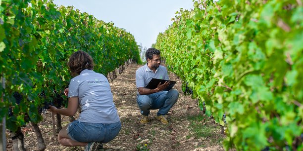 En Vendée, la pépinière viticole Mercier prépare scientifiquement le futur de la viticulture. Ici, Olivier Zekri, le responsable innovation et process au laboratoire Novatech, réalise des notations agronomiques dans les parcelles d'expérimentation de nouvelles variétés.