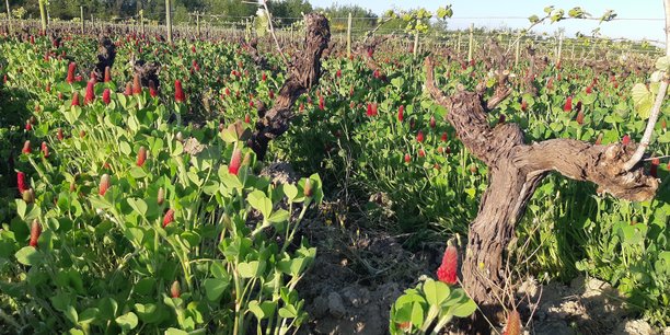 A la pointe Ouest du vignoble nantais, le Domaine des Troits Toits organise l’équilibre entre culture de la vigne et biodiversité.