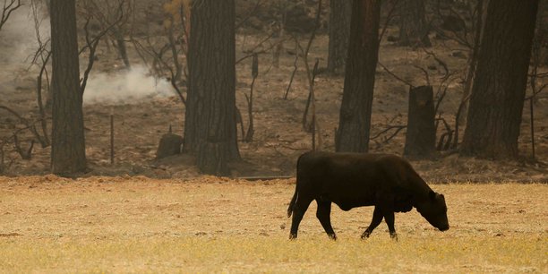 350.000 hectares sont partis en fumée en quelques jours dans le nord de la Californie.