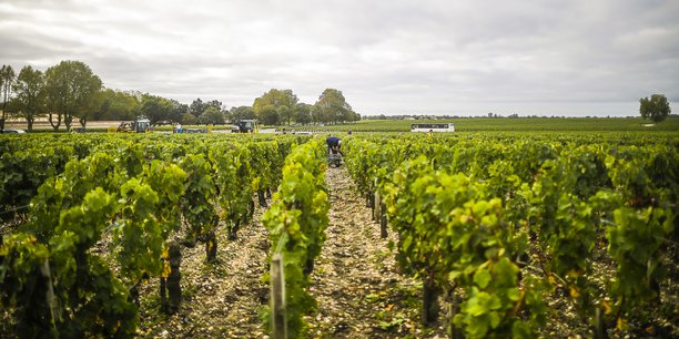 Dans les années qui viennent, le vignoble bordelais pourrait être réduit d'un tiers, produire des vins plus simples et diversifiés mais sans renoncer à l'identité qui a fait sa renommée.