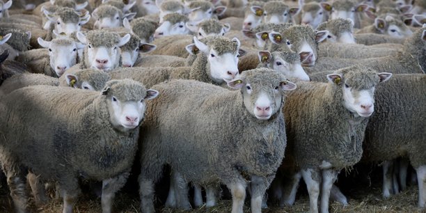 Un foyer de fièvre ovine, potentiellement mortelle pour les moutons, a été découvert dans le nord de la France, ont confirmé, ce mercredi, les autorités.