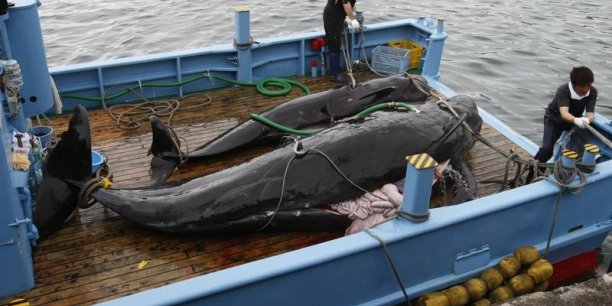 Le Japon condamné à arrêter la pêche à la baleine scientifique[reuters.com]