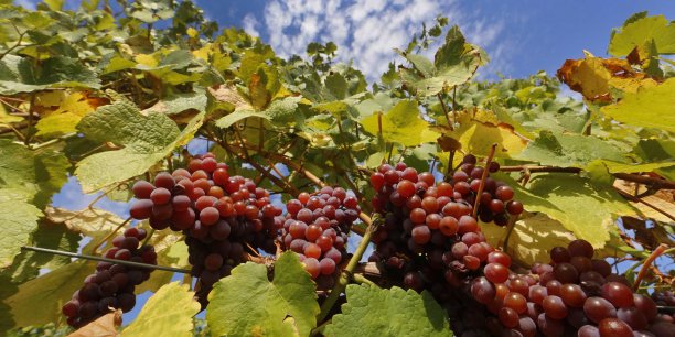 Vendanges manuelles, rotation des cultures, et recours au biocontrôle ont-ils de beaux jours devant eux ? D'aucuns ont tendance à le penser, face aux questions de sécurité alimentaire et de respect d'une planète parfois exsangue sous l'effet des produits phytosanitaires.