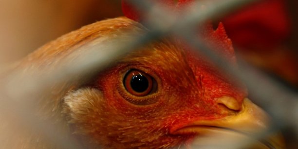 Deux autres cas de grippe aviaire dans des elevages en dordogne[reuters.com]