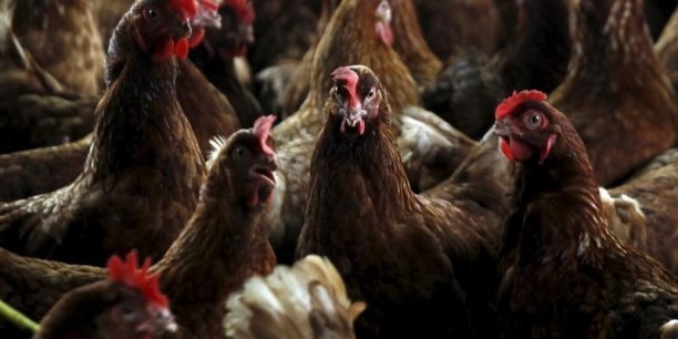 Le filet de poulet ukrainien est deux fois moins cher que celui standard français, et il coûte 4 à 5 fois moins qu'un filet label rouge voire 7 fois moins qu'un filet bio, calcule le directeur de  l'Association nationale interprofessionnelle de la volaille de chair, Yann Nédéléc.