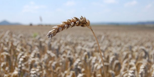 Le recul des exportations de blé et d'autres produits alimentaires de base en provenance de Russie et d'Ukraine menace de famine 11 à 19 millions de personnes de plus dans le monde, sur la période 2022-2023.