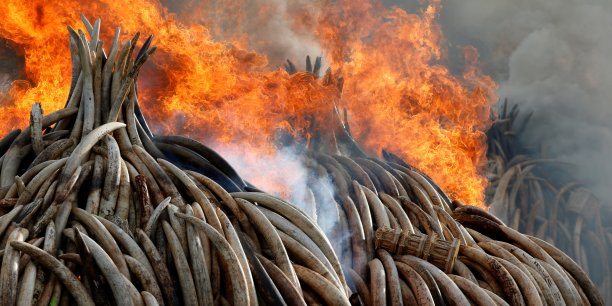 Plus de 100 tonnes d'ivoire detruites au kenya[reuters.com]