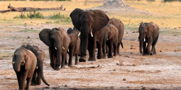 Selon l'uicn, en afrique, la population d'elephants a diminue de 20% en presque 10 ans[reuters.com]