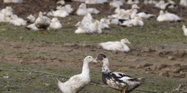 La chine fait etat d'une forme plus aigue de grippe aviaire[reuters.com]