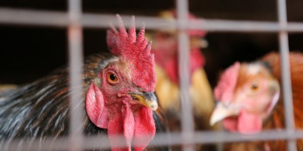 Grippe aviaire: la chine veut fermer les marches a la volaille[reuters.com]