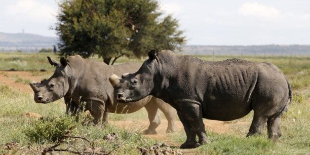 Le braconnage des rhinoceros a diminue en afrique du sud en 2016[reuters.com]