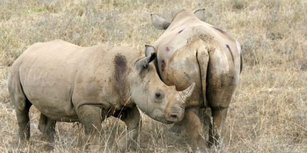 Sigfox connecte les rhinoceros d’afrique pour mieux les proteger[reuters.com]