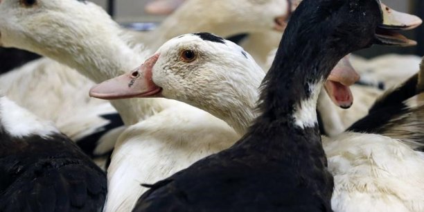 Grippe aviaire: fin du vide sanitaire dans le sud-ouest[reuters.com]