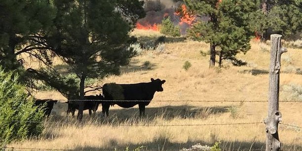Un feu a deja devaste plus de 100.000 hectares dans le montana[reuters.com]