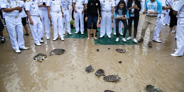 Tortues a la mer pour l'anniversaire du roi de thailande[reuters.com]