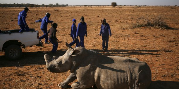La premiere vente aux encheres de cornes de rhinoceros ouvre en afrique du sud[reuters.com]