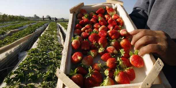 La cueillette des fraises va démarrer dans le sud de la France, et les exploitants agricoles manquent de main d'oeuvre.