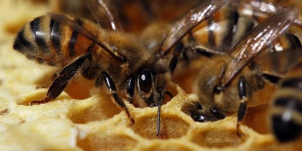L'autorisation de pesticides tueurs d'abeilles reexaminee[reuters.com]