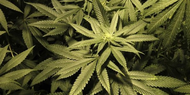 Trois tonnes de resine de cannabis saisies dans les landes[reuters.com]