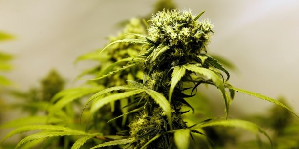 Cinq tonnes de cannabis saisies dans le sud-ouest de la france[reuters.com]