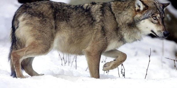 Le conseil d'etat valide l'abattage des loups[reuters.com]