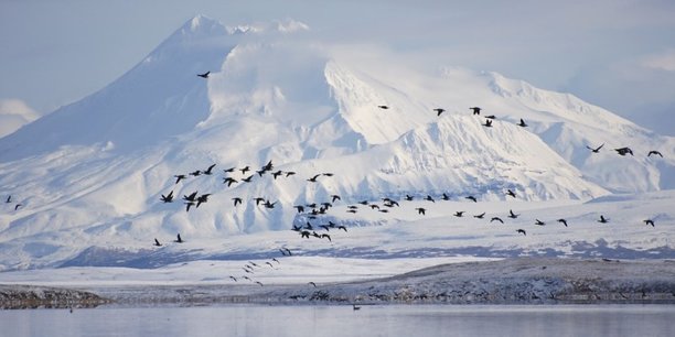 L'Alaska abrite un espace naturel vital pour des populations de grizzlys, d'ours polaires, de caribous et de centaines de milliers d'oiseaux migrateurs.