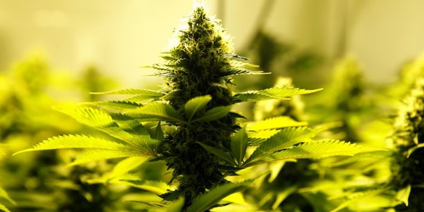 L'australie va autoriser les exportations de cannabis medical[reuters.com]
