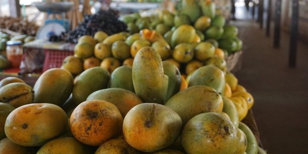 La production de mangues au Burkina Faso est sur un trend baissier depuis trois ans. Les exportations de mangues fraîches sont passées de 8 400 tonnes en 2016 à près de 3 227 tonnes en 2017.