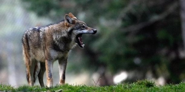 Les deputes de montagne redoutent l'inflation des loups[reuters.com]