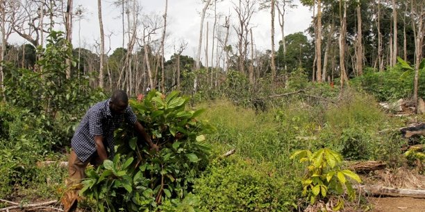 En Côte d'Ivoire, la Société de développement des forêts (SODEFOR) mène des actions de lutte contre la déforestation anarchique, comme ici, après la destruction en mai 2016 d'une plantation de cacaoyers à Guiglo, dans la région de Cavally à quelque 600 km à l'ouest de la capitale, Abidjan.