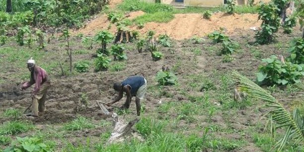Au Togo, l'agriculture représente 38% du PIB, 15% dans les exportations et emploie 65% de la population.