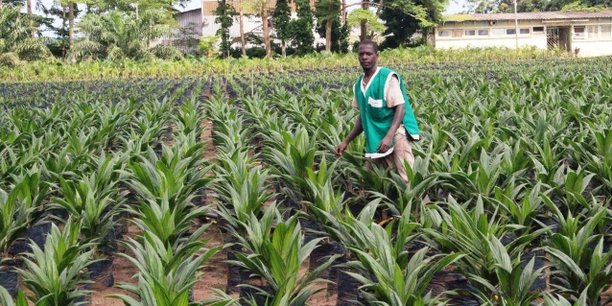 Au Cameroun, le partenariat gagnant-gagnant entre les producteurs villageois et les agro-industries est aujourd'hui un défi important pour l’augmentation des volumes de production d’huile de palme.