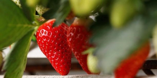 Des pesticides dans pres de trois quarts des fruits, selon un rapport[reuters.com]