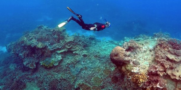 Vers une dissolution des recifs coralliens d'ici 2100[reuters.com]