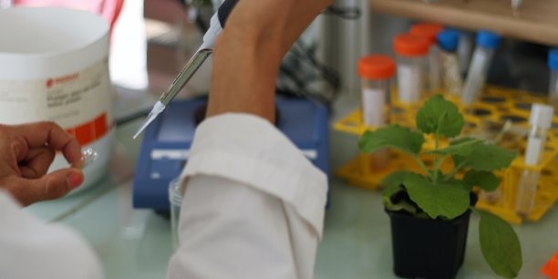 Micropep a mis au point des traitements pour les plantes sans OGM et sans intrants chimiques.
