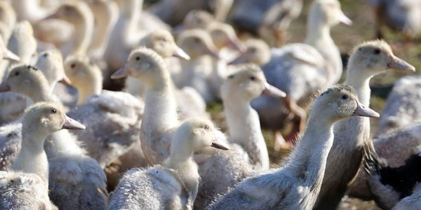 Les éleveurs de canards ont été durement touchés ces dernières années par les crises successives d'épidémie de grippe aviaire.