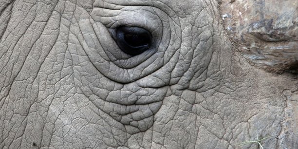 Mort au kenya du dernier rhinoceros blanc male du nord au monde[reuters.com]