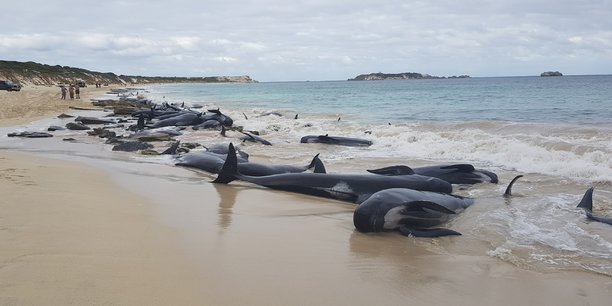 Pres de 150 cetaces meurent echoues sur les cotes australiennes[reuters.com]