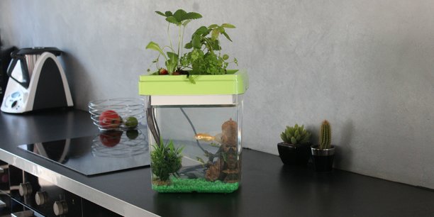 Citizenfarm a imaginé un aquarium capable de faire pousser des plantes aromatiques et des fraises.