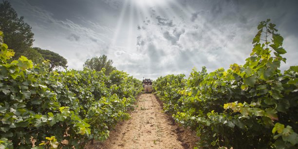 Le syndicat des vins de Pays d'Oc active des outils pour éviter des récoltes en dents de scie qui lui font perdre des parts de marché les années de faible production, et font chuter les prix les années plus généreuses.