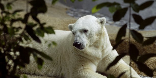 Deces d'inuka, premier ours polaire ne sous les tropiques[reuters.com]