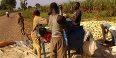 Apparue pour la première fois en Angola en 2009, la chenille légionnaire d'automne n'a commencé réellement à se répandre qu'à partir de 2016, menaçant désormais la sécurité alimentaire sur le Continent.