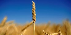 L'Ukraine, 5e exportateur mondial de blé avant la guerre, voit sa capacité agricole  menacée par la guerre en raison des pans entiers de territoires annexés (ou à portée d'armes russes), ainsi que par les destructions causées par la Russie à son appareil productif.