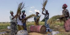 En Afrique centrale comme dans le reste du Continent, la production agricole est encore partiellement dominée par les cultures pluviales, en particulier, les cultures vivrières.