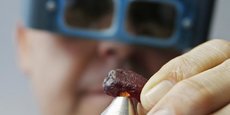 Ian Harebottle, directeur général de Gemfield, est en train d’inspecter un rubis brut de 40,23 carats découvert dans son gisement de Montepuez au Mozambique, au cours d'une vente aux enchères le 4 décembre 2014, à Singapour.