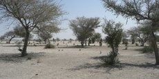 Des pluies faibles et mal réparties, de mauvaises récoltes céréalières et fourragères et l'augmentation des prix des denrées alimentaires restent les facteurs les plus aggravants de la malnutrition dans la région du Sahel.