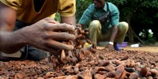 La représentation professionnelle de la filière du cacao au Cameroun explique que cette baisse des prix relève d'un phénomène saisonnier.