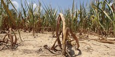 En raison de la sécheresse, quelques 31.000 emplois auraient été perdus dans le secteur agricole en Afrique du Sud.