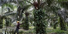 Les biocarburants bénéficient d'une exonération fiscal dont l'huile de palme devrait être exclue à partir de janvier prochain.