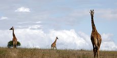 Les girafes sont désormais une espèce menacée